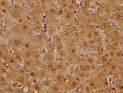 Invitrogen GST Omega 1 140A Recombinant Rabbit Monoclonal Antibody (2C7)