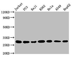 Invitrogen GST Omega 1 140A Recombinant Rabbit Monoclonal Antibody (2C7)
