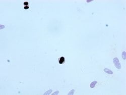 Invitrogen Phospho-Histone H3.3 (Thr3) Recombinant Rabbit Monoclonal Antibody