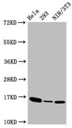 Invitrogen Phospho-Histone H3.3 (Thr3) Recombinant Rabbit Monoclonal Antibody