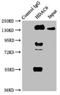 Invitrogen HDAC6 Recombinant Rabbit Monoclonal Antibody (2H12) 100 &mu;L;