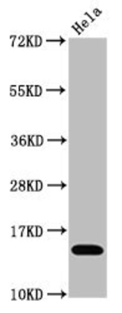 Invitrogen H3K4ac Recombinant Rabbit Monoclonal Antibody (4H6) 100 &mu;L | Buy Online | Invitrogen&trade; | Fisher Scientific