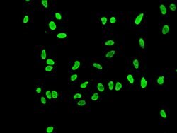 Invitrogen H3K56ac Recombinant Rabbit Monoclonal Antibody (3H2) 100 &mu;L;