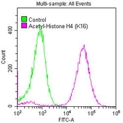 Invitrogen H4K16ac Recombinant Rabbit Monoclonal Antibody (2B8) 100 &mu;L;