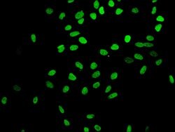 Invitrogen H4K16ac Recombinant Rabbit Monoclonal Antibody (2B8) 100 &mu;L;