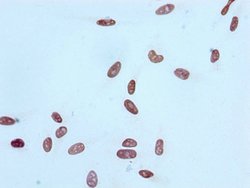 Invitrogen H4K16ac Recombinant Rabbit Monoclonal Antibody (2B8) 100 &mu;L;
