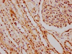 Invitrogen hnRNP C Recombinant Rabbit Monoclonal Antibody (9G1) 100 &mu;L;