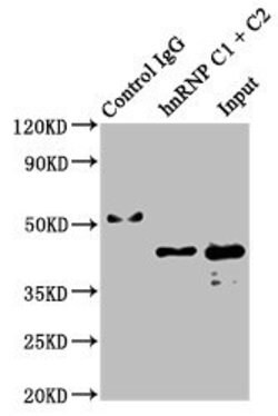 Invitrogen hnRNP C Recombinant Rabbit Monoclonal Antibody (9G1) 100 &mu;L;
