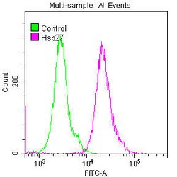 Invitrogen HSP27 Recombinant Rabbit Monoclonal Antibody (10C11) 100 &mu;L;