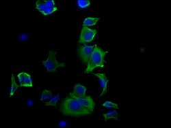 Invitrogen HSP27 Recombinant Rabbit Monoclonal Antibody (10C11) 100 &mu;L;