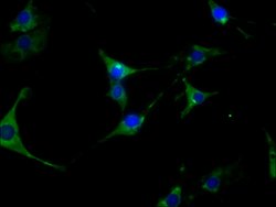 Invitrogen HSP90 alpha Recombinant Rabbit Monoclonal Antibody (4D1) 100