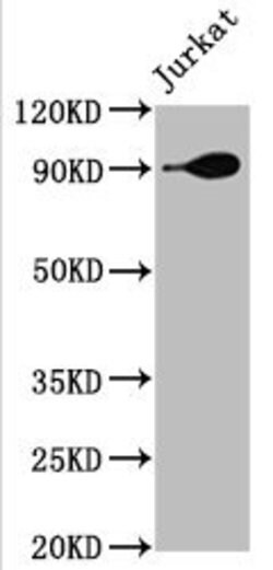 Invitrogen HSP90 alpha Recombinant Rabbit Monoclonal Antibody (4D1) 100
