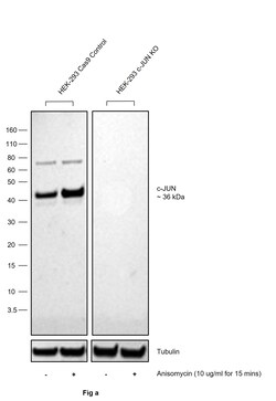 Invitrogen Phospho-c-Jun (Ser63) Recombinant Rabbit Monoclonal Antibody (4A11) 100 &mu;L | Buy Online | Invitrogen&trade; | Fisher Scientific