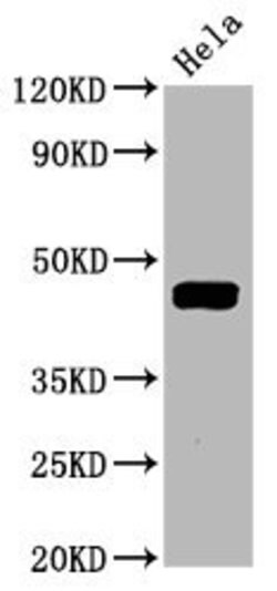 Invitrogen Phospho-MEK1 (Thr292) Recombinant Rabbit Monoclonal Antibody
