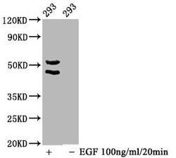 Invitrogen Phospho-JNK1/JNK2/JNK3 (Thr183, Thr221) Recombinant Rabbit Monoclonal