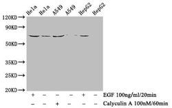 Invitrogen Phospho-Paxillin (Tyr118) Recombinant Rabbit Monoclonal Antibody