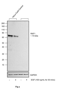 Invitrogen Phospho-c-Raf (Ser621) Recombinant Rabbit Monoclonal Antibody