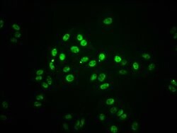 Invitrogen Phospho-STAT1 (Ser727) Recombinant Rabbit Monoclonal Antibody (2H10) 100 &mu;L | Buy Online | Invitrogen&trade; | Fisher Scientific