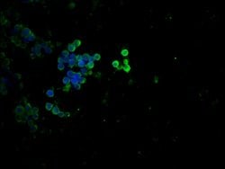 Invitrogen Phospho-p53 (Thr55) Recombinant Rabbit Monoclonal Antibody (3C3)