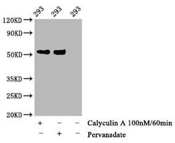 Invitrogen Phospho-p53 (Thr55) Recombinant Rabbit Monoclonal Antibody (3C3)