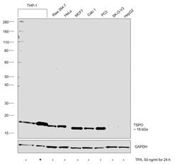 Invitrogen TSPO Recombinant Rabbit Monoclonal Antibody (23G2) 100 &mu;L | Buy Online | Invitrogen&trade; | Fisher Scientific