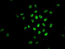 Invitrogen Phospho-Nrf2 (Ser40) Recombinant Rabbit Monoclonal Antibody