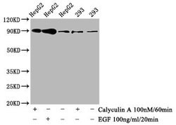 Invitrogen Phospho-Nrf2 (Ser40) Recombinant Rabbit Monoclonal Antibody