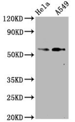 Invitrogen Phospho-SMAD2 (Ser250) Recombinant Rabbit Monoclonal Antibody