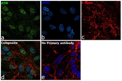 Invitrogen ATM Recombinant Rabbit Monoclonal Antibody (4E11) 100 &mu;L;