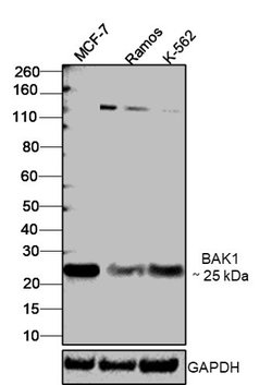 Invitrogen BAK Recombinant Rabbit Monoclonal Antibody (8D1) 100 &mu;L;