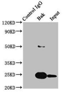 Invitrogen BAK Recombinant Rabbit Monoclonal Antibody (8D1) 100 &mu;L;