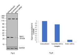 Invitrogen BAK Recombinant Rabbit Monoclonal Antibody (8D1) 100 &mu;L;