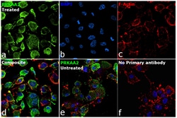 Invitrogen Phospho-AMPK alpha-2 (Thr172) Recombinant Rabbit Monoclonal