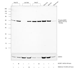 Invitrogen Phospho-AMPK alpha-2 (Thr172) Recombinant Rabbit Monoclonal