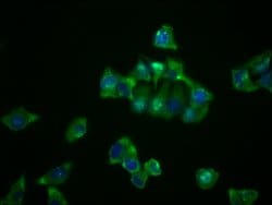 Invitrogen NDRG1 Recombinant Rabbit Monoclonal Antibody (4C8) 100 &mu;L;