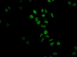 Invitrogen FTO Recombinant Rabbit Monoclonal Antibody (4G9) 100 &mu;L;