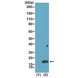 Invitrogen H3K4me2 Recombinant Rabbit Monoclonal Antibody (RM135), ChIP-Verified:Antibodies:Primary