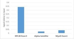 Invitrogen H3K9ac Recombinant Rabbit Monoclonal Antibody (RM161), ChIP-Verified 100 &mu;g | Buy Online | Invitrogen&trade; | Fisher Scientific