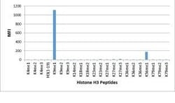 Invitrogen H3K9me1 Recombinant Rabbit Monoclonal Antibody (RM150), ChIP-Verified:Antibodies:Primary