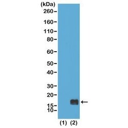 Invitrogen H3K9me1 Recombinant Rabbit Monoclonal Antibody (RM150), ChIP-Verified:Antibodies:Primary