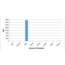Invitrogen H4K8ac Recombinant Rabbit Monoclonal Antibody (RM201), ChIP-Verified:Antibodies:Primary