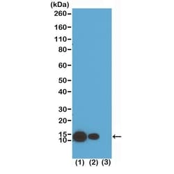 Invitrogen H4K8ac Recombinant Rabbit Monoclonal Antibody (RM201), ChIP-Verified:Antibodies:Primary
