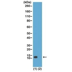 Invitrogen H4K20ac Recombinant Rabbit Monoclonal Antibody (RM205), ChIP-Verified