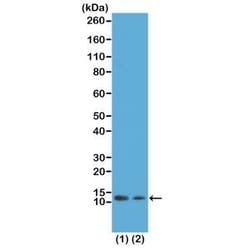 Invitrogen H4K12ac Recombinant Rabbit Monoclonal Antibody (RM202), ChIP-Verified