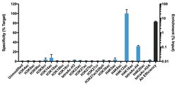 Invitrogen H4K12ac Recombinant Rabbit Monoclonal Antibody (RM202), ChIP-Verified