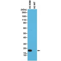 Invitrogen H3 K9M oncohistone mutant Recombinant Rabbit Monoclonal Antibody