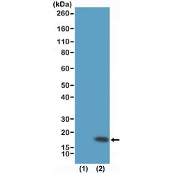 Invitrogen H3K9me3 Recombinant Rabbit Monoclonal Antibody (RM389) 100 &mu;g;