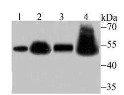 Invitrogen RbAp48 Recombinant Rabbit Monoclonal Antibody (JU37-47) 100
