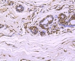 Invitrogen Cullin 4A Recombinant Rabbit Monoclonal Antibody (JU07-33) 100 &mu;L | Buy Online | Invitrogen&trade; | Fisher Scientific