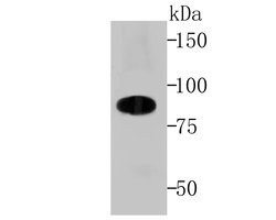 Invitrogen Cullin 4A Recombinant Rabbit Monoclonal Antibody (JU07-33) 100 &mu;L | Buy Online | Invitrogen&trade; | Fisher Scientific